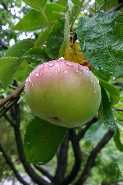 istock Blushing green apples on a tree branch after rain 1965226462