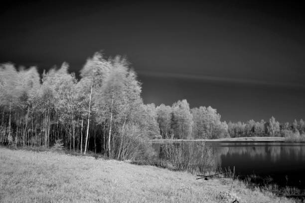black and white landscape with trees at the water's edge, reflections on the water surface, summer