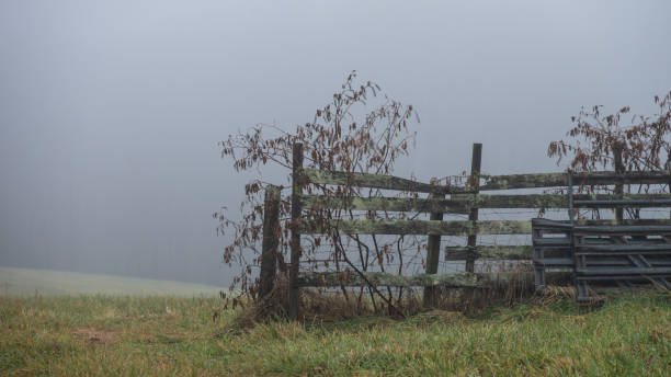Steccata di legno avvolta nella silenziosa nebbia invernale del primo mattino - foto stock