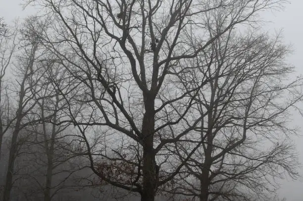 Photo of Motionless Winter Trees Enveloped in the Silent Early Morning Fog