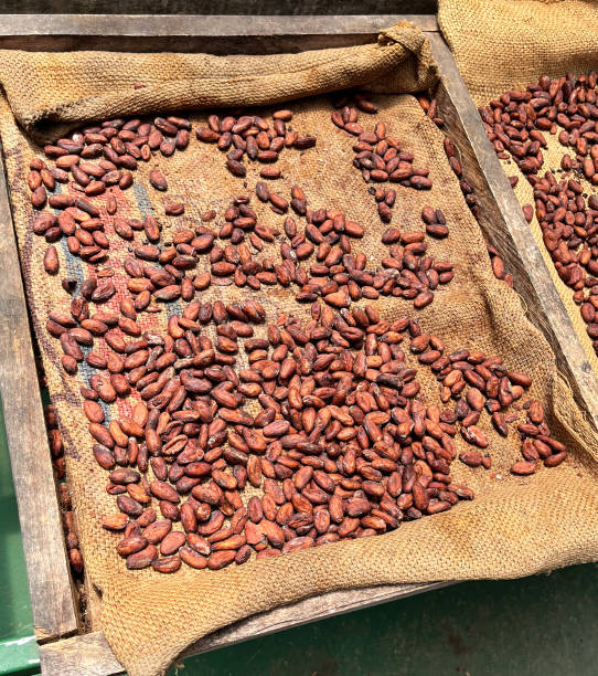 istock Roasted cocoa beans ready for making chocolate, Costa Rica. 1965244516