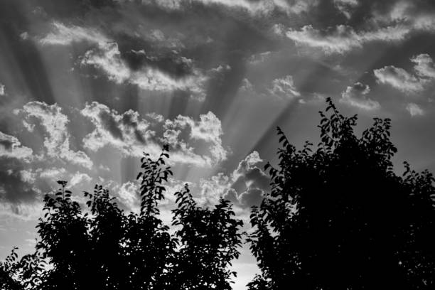 Silhouette of trees and sun rays in cloudy dramatic sky
