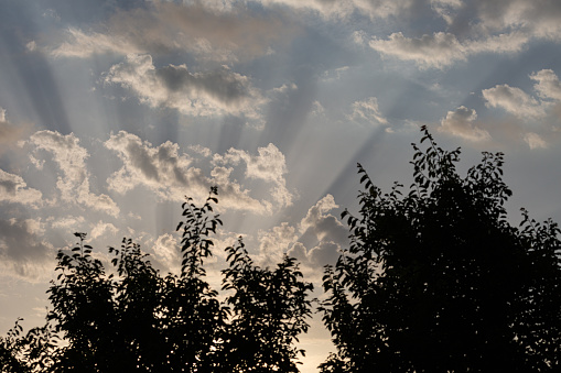 Silhouette of trees and sun rays in cloudy dramatic sky