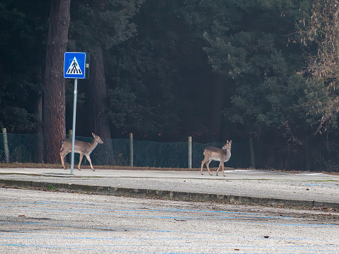 Two deers gracefully walk near a pedestrian crossing, amidst the serene backdrop of Lido di Volano.