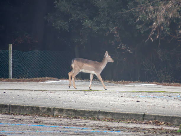 istock Graceful Encounter at Lido di Volano 1965282337