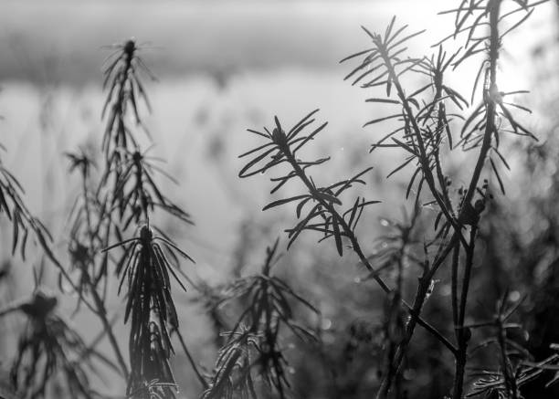 abstract black and white photo with plant texture, monochrome photo
