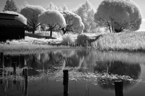 black and white landscape with trees at the water's edge, reflections on the water surface, summer