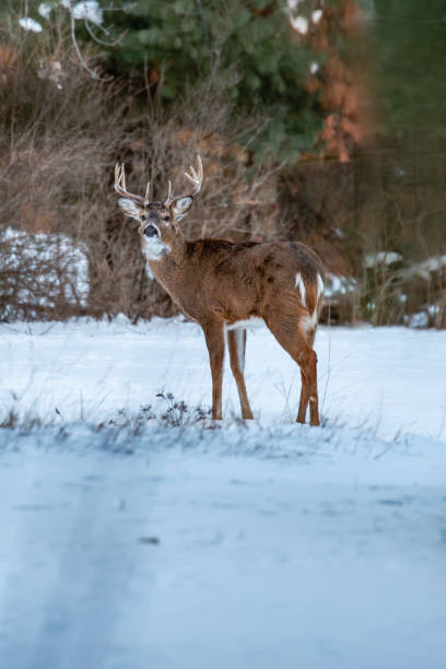 istock White-tailed deer buck (odocoileus virginianus) standing in a Wisconsin field in January 1965303489