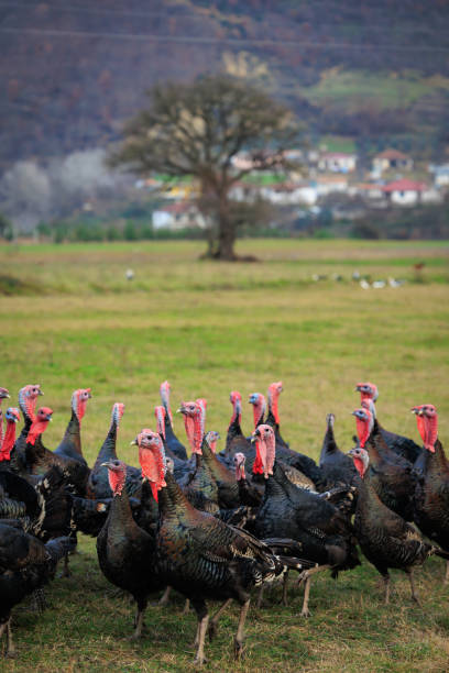 istock Flock of Turkey birds in the field 1965307776