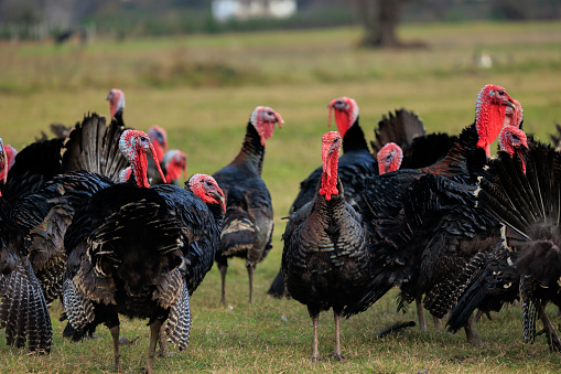 Adult male poultry turkeys have gray-black feathers. farm animals for food The head has a trunk standing on the ground alone,