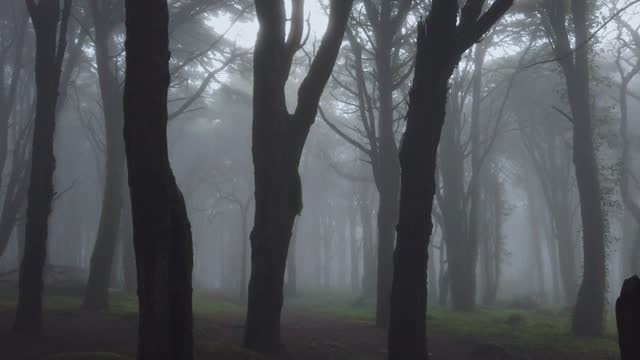 Walking in a misty morning in the forest
