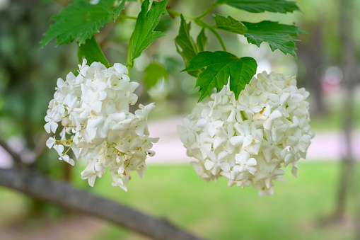 Blooming spring flowers. Large beautiful white balls of blooming Viburnum opulus Roseum (Boule de Neige). White Guelder Rose or Viburnum opulus Sterilis, Snowball Bush, European Snowball is a shrub.