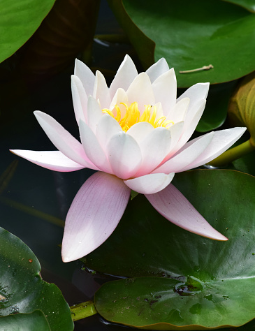This water lily, aka lotus blossom bloomed in a pond in the Brooklyn Botanical Garden.