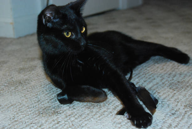 istock Black Cat plays with Ribbon 1965350007