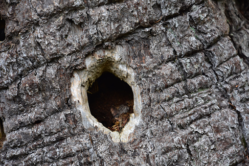 Tree with a hole created by a woodpecker pecking at it.