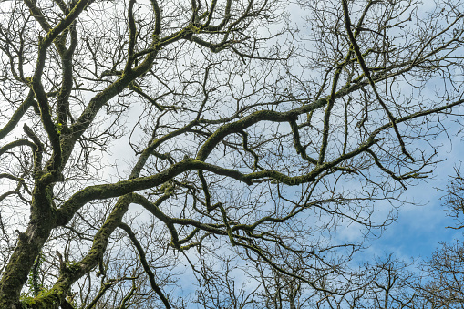Bare tree branches intertwined, with a backdrop of a clear blue sky