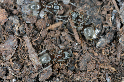 Black garden ant, Lasius niger, on the ground surface in the vegetable garden.