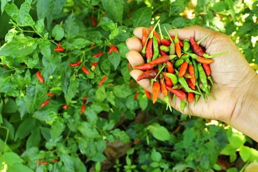 ็้Palm full of bird's eye chili green and red, chili peppers plant. photo