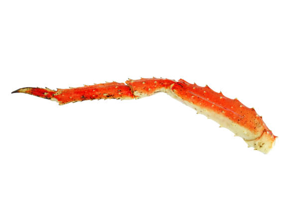 close up on king crab leg isolated on white background