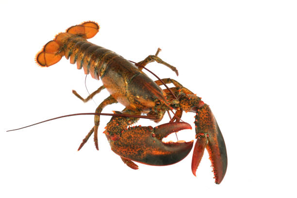 istock live lobster isolated on white background 1965409804