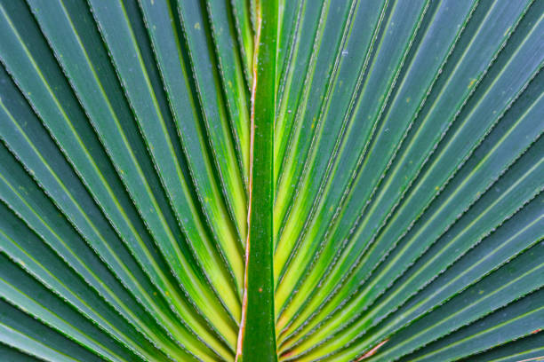 Close-up view of coconut palm leaves.