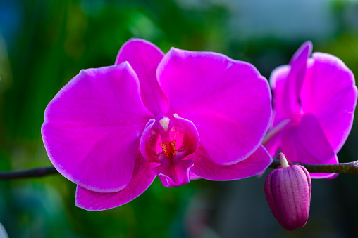 Blooming Phalaenopsis orchid in the collection of the botanical garden, Odessa