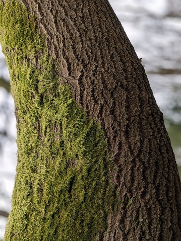 Close up of bright green moss growing on textured bark of tree in woodland