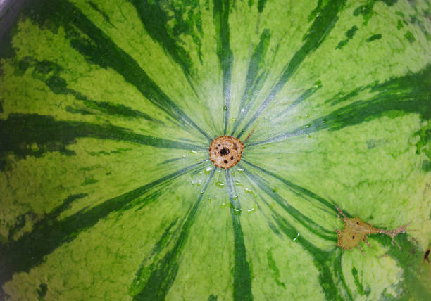 nature texture of watermelon surface as background