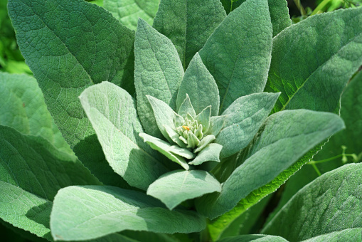 close up on green plant leaves with dew