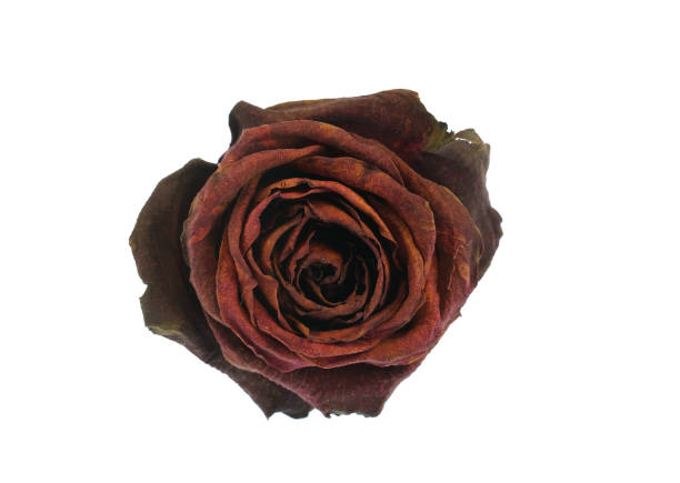 close up on dry red rose isolated on white background