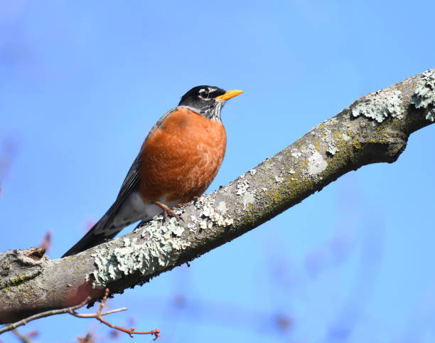 istock close up on American robin on the tree branch 1965420825