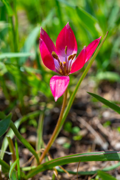 istock Bright red miniature blooming tulips with narrow leaves 1965423452
