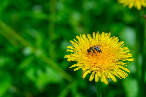 istock A honey bee collects nectar on a dandelion 1965423965