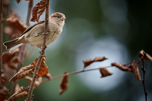 Bird perched on branch next to withered leaf