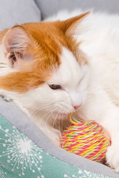 istock cat chews a knitted colored ball, close-up 1965436108