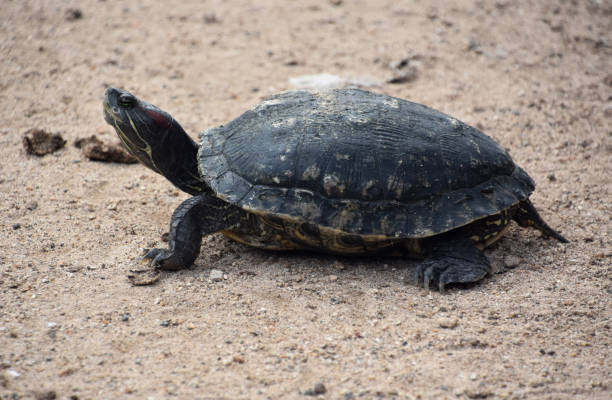 istock Side Profile of a Standard Paint Turtle 1965448041