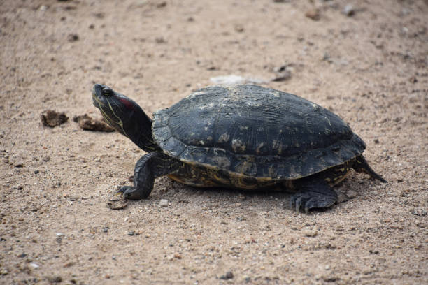 istock Paint Turtle on a Bunch of Sand 1965448047