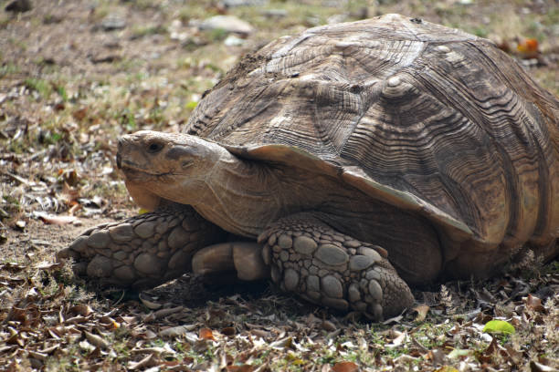 istock Very Large Land Tortoise Moving Over Leaves 1965449108