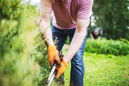 Mid adult men working in the garden cutting bushes