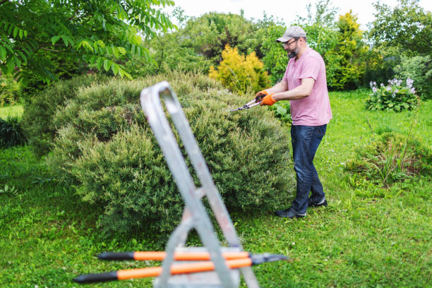istock Mid adult men pruning 1965455965