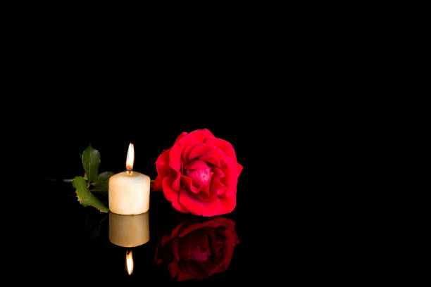 Red rose flowers on black  background