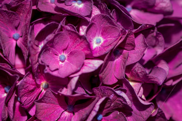 Purple And Blue Hydrangea Flowers in Early Summer
