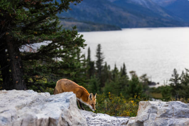 Adult red fox in Glacier National Park, Montana with St Mary lake in the background.