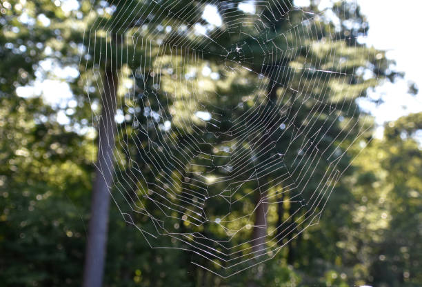 istock Close Up of a Fantastic Spider Web 1965466451