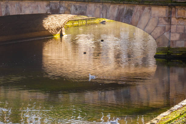 seagull bird fishing on river birds wildlife