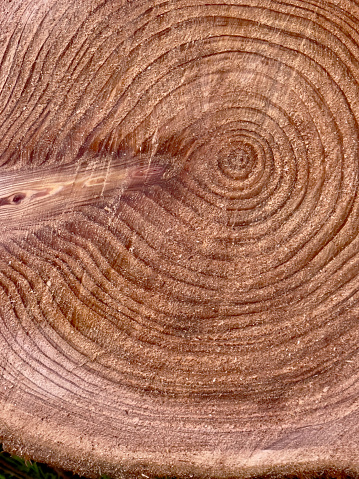 wood felling. age tree circles