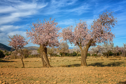 Mature almond trees in full bloom with pink flowers, set against the backdrop of a lush Mediterranean hillside