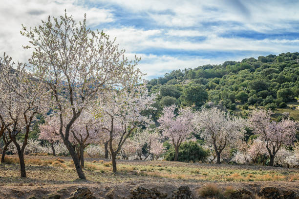 istock Blossoming Almond Trees in a Mediterranean Grove 1965505709