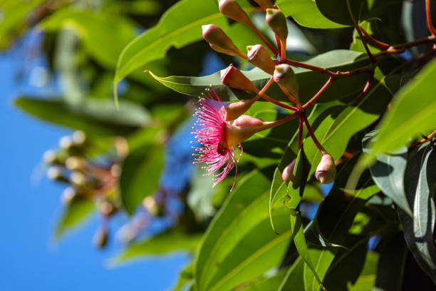 istock Beautiful Gum tree flower and buds, background with copy space 1965514128