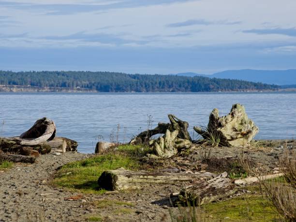istock Driftwood at Island View Beach, Vancouver Island 1965524126